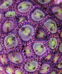 pineapple express zoas