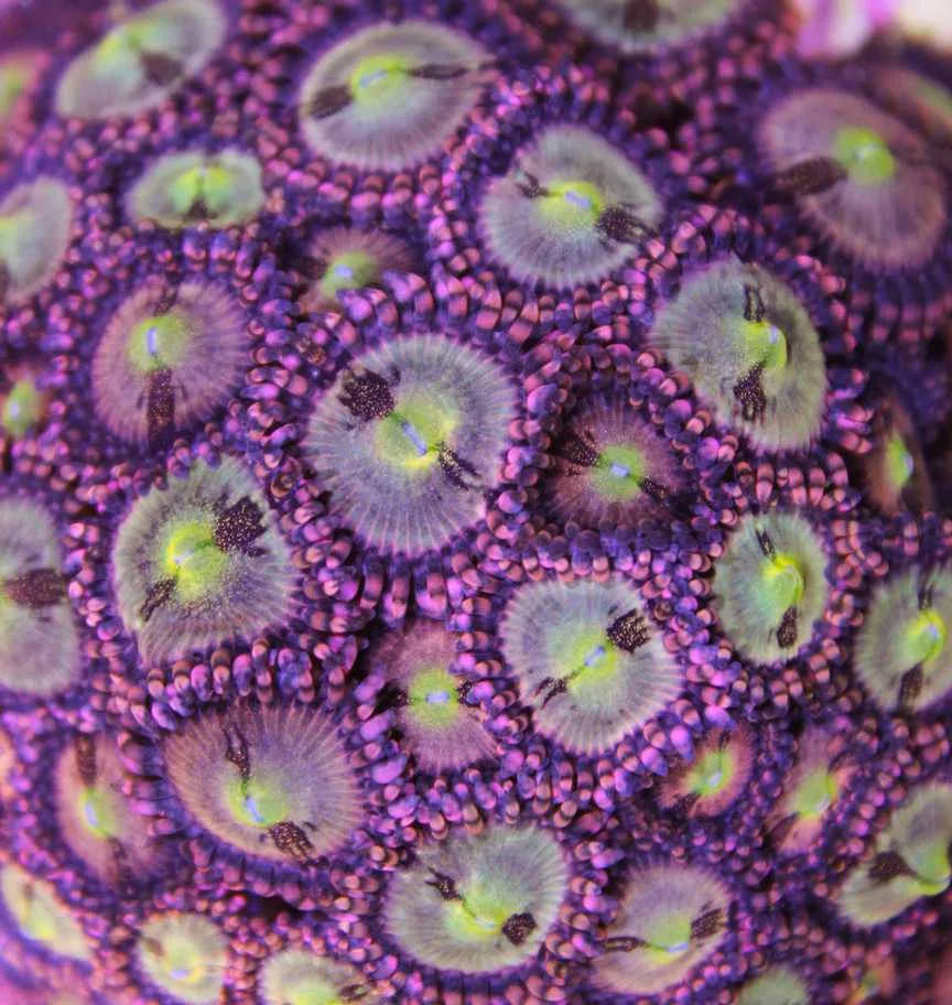 pineapple express zoas