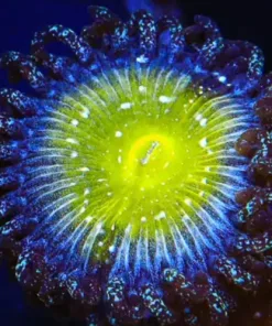Frozen Apple Zoa
