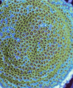 RR Hellsgate Cyphastrea Frag