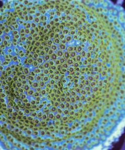 RR Hellsgate Cyphastrea Frag