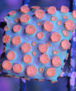 Meteor Shower Cyphastrea (Row #34)