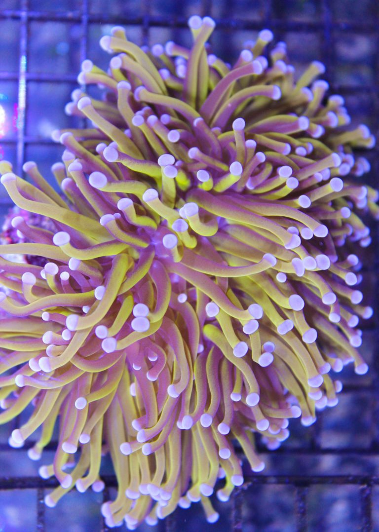 Torch Coral Information about caring for torch corals and more