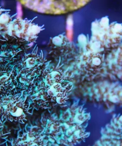 Reefdream 1'' frag