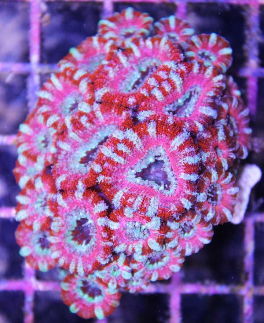 Pink Acan Coral