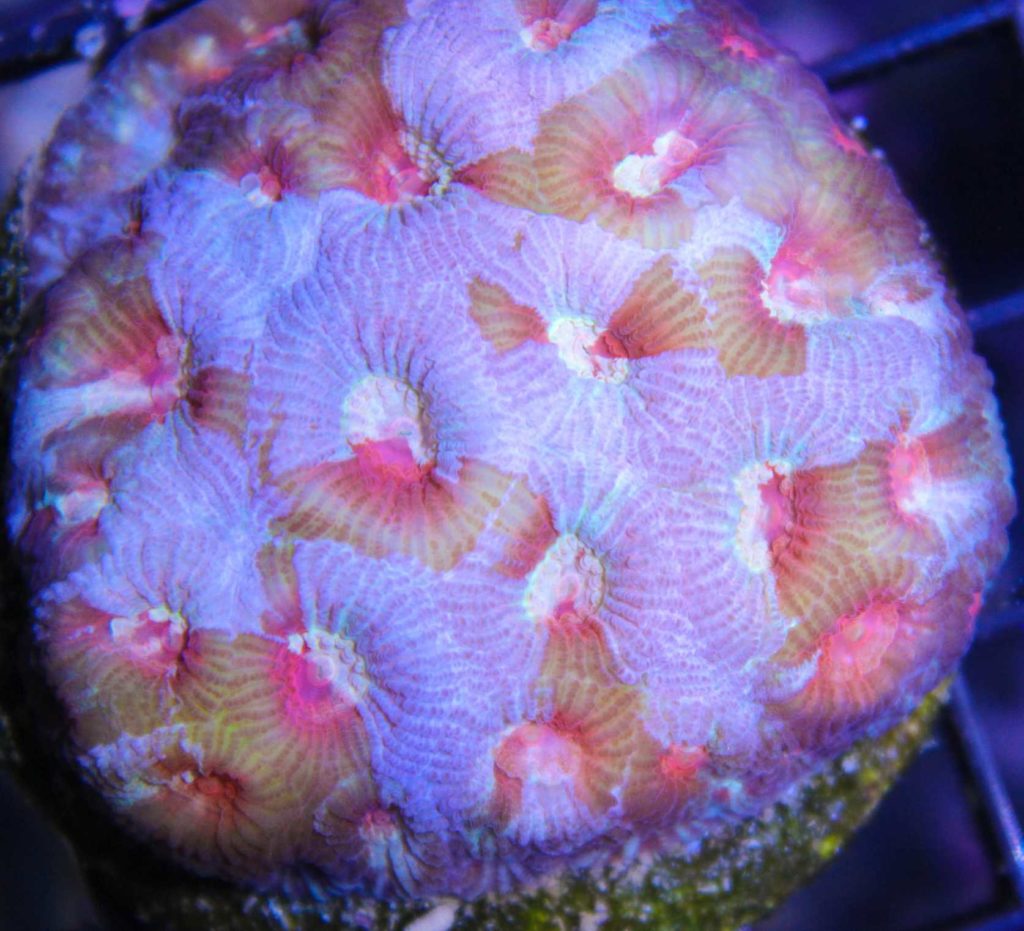 Rainbow Favia Coral
