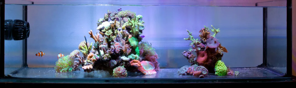 Frag Box Corals