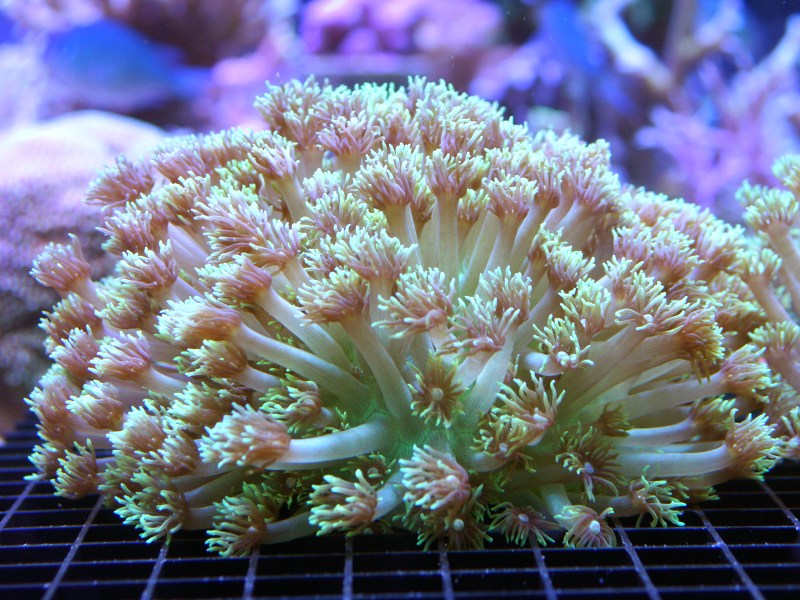 gonipora coral