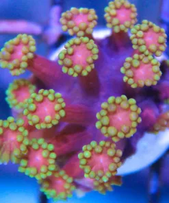 Rainbow Gonipora Frag