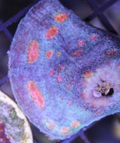 miami hurricane chalice frag