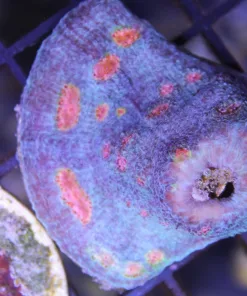 miami hurricane chalice frag