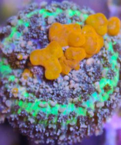 Sunkissed Bounce Mushroom