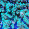 Acropora Saramentosa