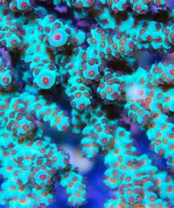 Acropora Saramentosa