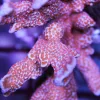 Red Digi Montipora