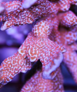 Red Digi Montipora