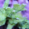 Green Digi montipora