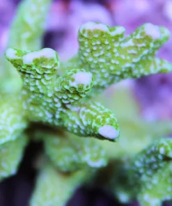 Green Digi montipora
