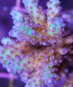 Amazing acro frag