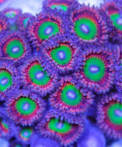 Ultra Candy Apple Zoa