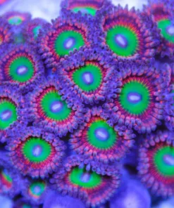 Ultra Candy Apple Zoa