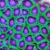 cherry hornet zoas