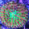 Ultra plate coral