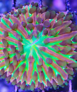 Ultra plate coral