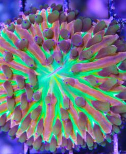 Ultra plate coral