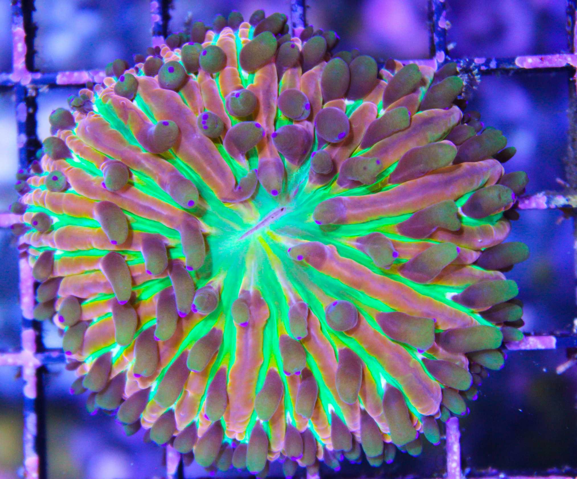 Ultra plate coral