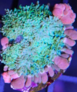 frankestien bounce mushroom