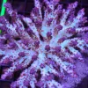 Acropora Plana