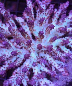 Acropora Plana