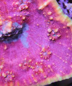 Golden Girls Chalice