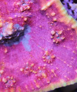 Golden Girls Chalice