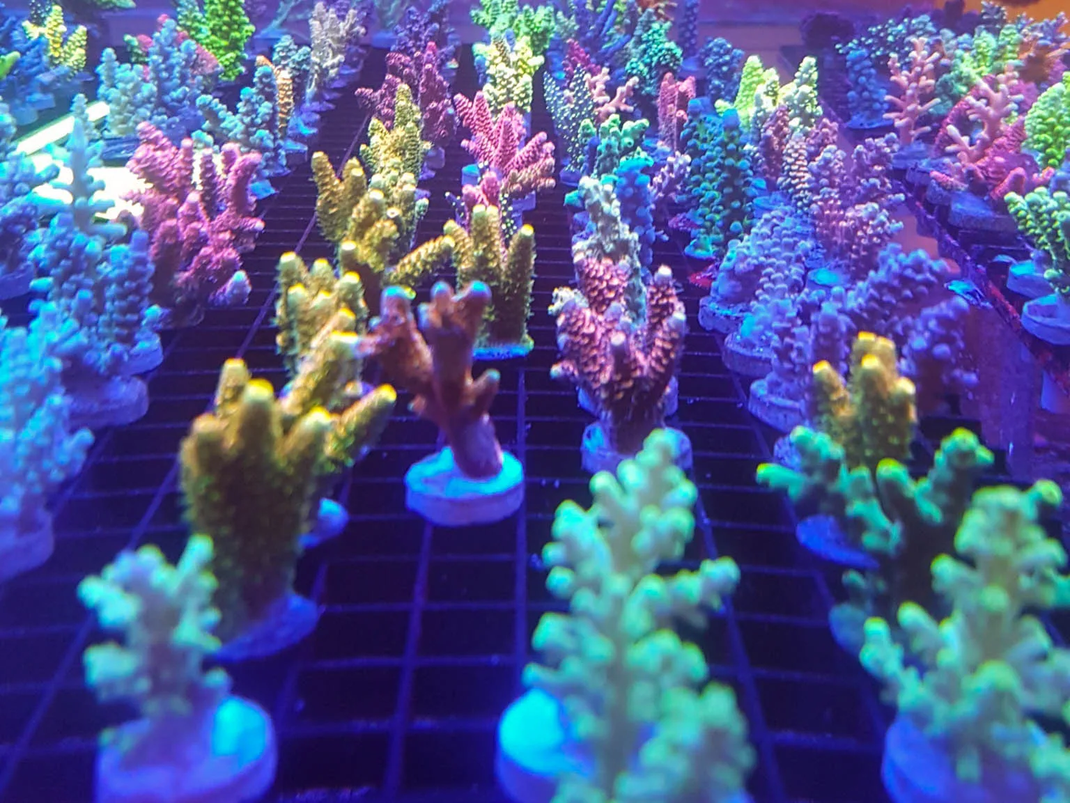 sps corals canada