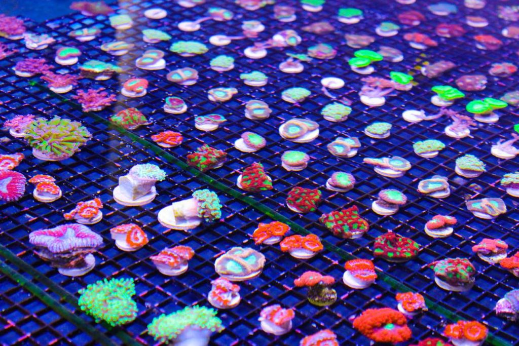 What is a Coral Frag ? Fragbox Corals