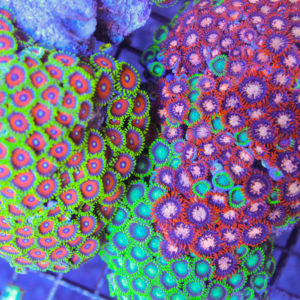 colorful zoanthids