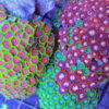 colorful zoanthids