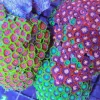 colorful zoanthids