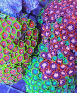 colorful zoanthids