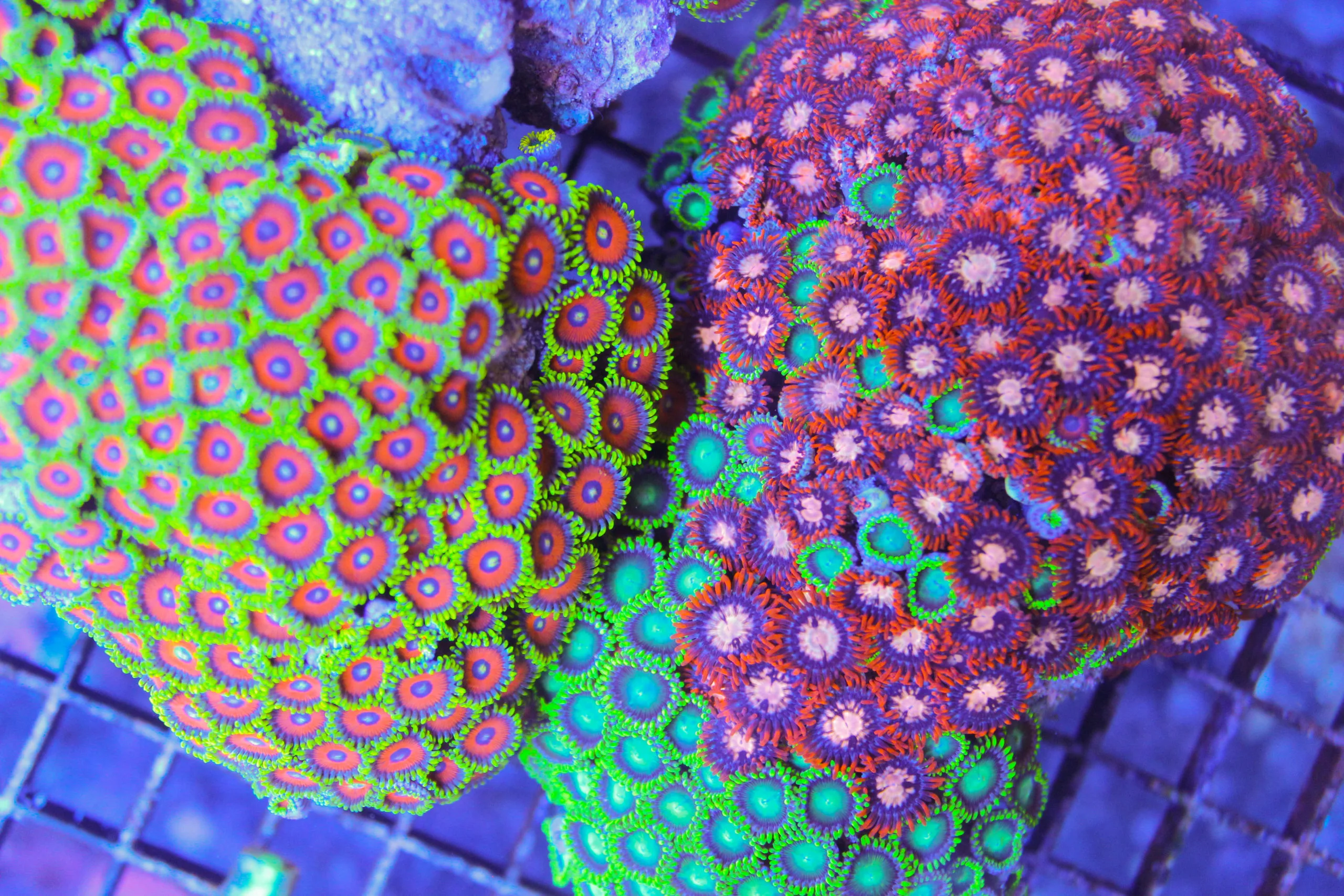 colorful zoanthids