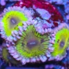 Chiquita Zoas