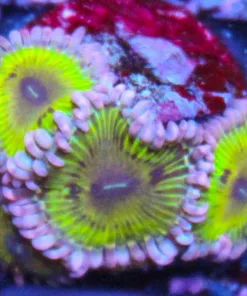 Chiquita Zoas
