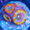 Rainbow Acan