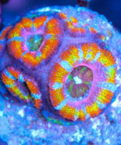 Rainbow Acan