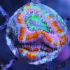 pink rainbow acan