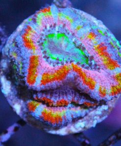pink rainbow acan