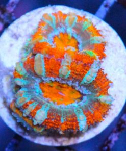 ultra orange aussie acans