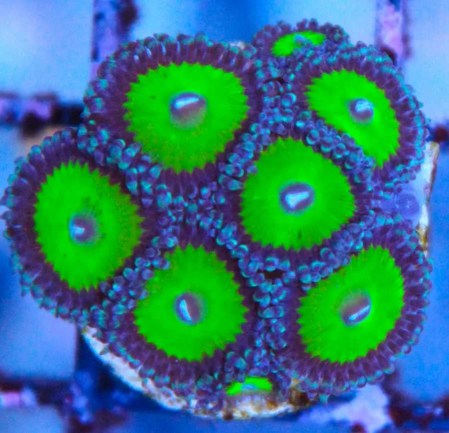 Candy Apple Green Zoas
